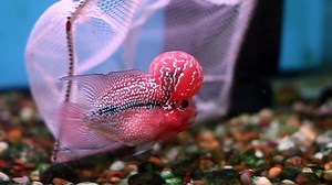 15K views · 274 reactions | monster kok 4.5 inch | Ninegolf Crossbreed | Facebook