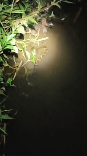 തോട്ടിൽ ഒരു മലമ്പാമ്പ്😱🐍 Emergency situation🚨 #pyton #villagelife #kerala