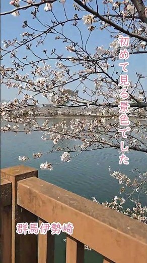 美松運送 おすすめウォーキングスポット 沼を囲う桜の名所へ 波志江沼環境ふれあい公園 群馬伊勢崎 #桜 #花見 #沼 #絶景スポット #さくら #桜名所