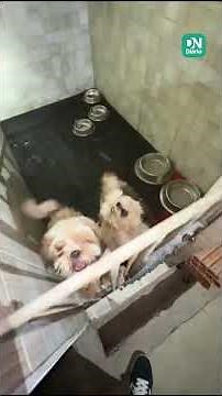 Polícia e ONGs resgatam 121 animais maltratados em canil de Brejo Santo