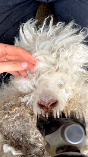 Ridiculous Goat Flow This is an Angora goat and they are shorn twice a year. She enjoys it so much she often closes her eyes and relaxes. | Right Choice Shearing