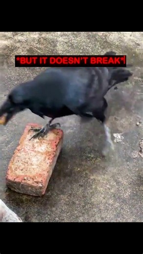 Nothing Can Stop This Smart Little Bird ❤️