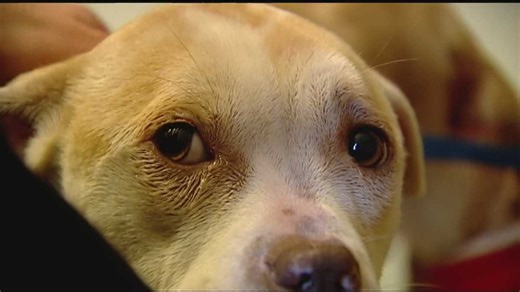 Upstate animal shelter may have to start euthanizing animals: Here's how to help