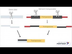 Les transposons
