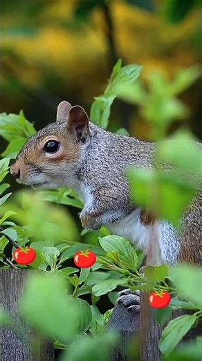 A Sweet Little Mouse🐭 #CuteAnimals #CuteVideo #AnimalShorts #CuteMouse