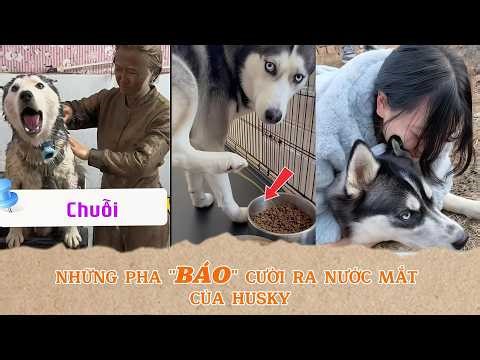 Đừng Nuôi Husky Nếu Bạn Chưa Xem Video Này "Báo Thủ Chính Hiệu" ! #husky #funny #pets #dog
