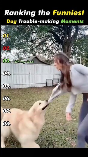 Ranking the Funniest Dog Trouble-Making Moments 🐶😂 | Epic Dog Fails Compilation #shorts