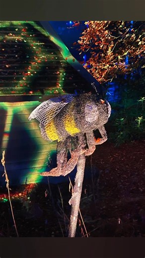 Another super night with the weans and grand weans at the Enchanted Forrest Pitlochry, pictures don’t do it any justice you need to see it live (looking forward to next year) | Ian Graham