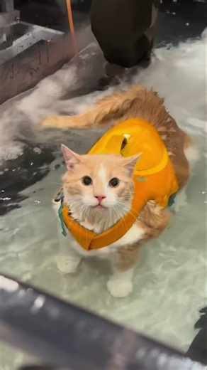 This is how a chunky cat loses weight 🐈
