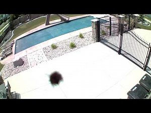 Crazy Bee Attacks Camera