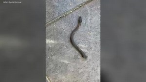 Snake continues to pose a threat after being cut in half
