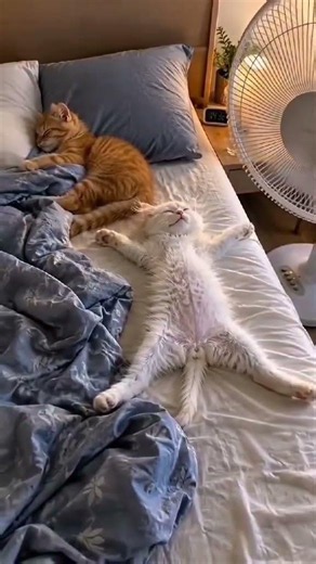 it's impossible not to smile #cat #веселыекоты #funny #прикольныекоты#cute #видосыоткота #funnycats