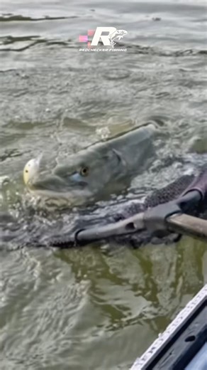 Muskie fights for freedom - and wins!!!