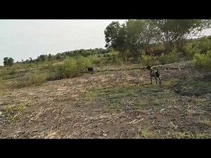 Black sparrowhawk hunting