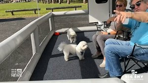 A Biggera Waters business has invented an Australian-first inflatable pet fence. It hasn't even hit the market and hundreds of caravan-ers are already lining up to buy it. #9News | WATCH LIVE 5.30pm | 9 News Gold Coast