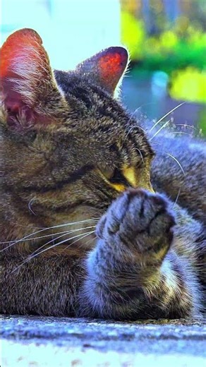 The Charming Sphynx Cat: An Adorable and Unique Companion