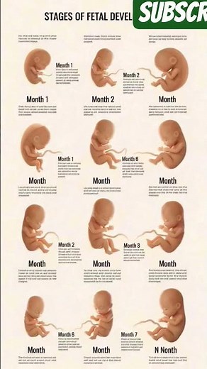 Human Development Stages: From Fertilization to Birth#PregnancyJourney #FetalDevelopment