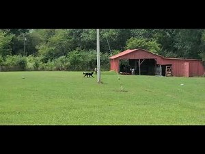 donkey protecting sheep from dog pt2