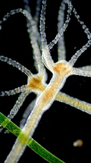 Science into Images | Welcome to the microscopic world 🦠🔬🎆 . . . #science #biology #microscopy | Instagram