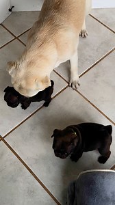 Sooo sweet 🥰. #puppy #puppies #puppylove #mops #happypug #doglovers | Happy Pug - Happy Life