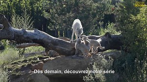 Ils vont vous faire craquer ! 🥰 Mini-série sur les "bébés animaux" à voir dès demain... 👀 | Zoo de Beauval