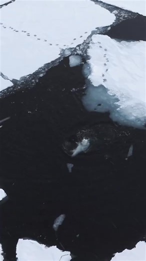 In memory of the “Grinch”, a wild female polar bear who lived her short life in the magnificent Arctic ecosystem and went too soon. Once the harsh winter was gone, then came the good and easier days, we often encountered bears swimming by the ice edge. Polar bears are extremely capable of having fun alone with whatever they find. This video is a tribute to her life, capturing her essence and the indelible mark she left on our hearts. May her legacy continue to inspire and remind us of the beauty