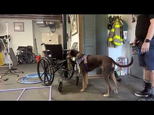 Mobility Service Dog Task Training- Pull Mobility Aid to Handler