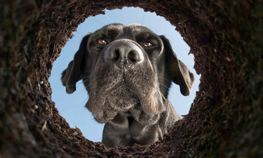 The Real Reasons Dogs Dig (and What You Can Do About It)