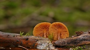 Symbiose – Was ist das? Eine Definition