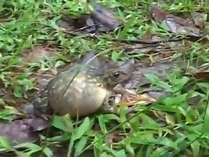 33K views · 14 reactions | Snake eating ! | Favorite Designs | Facebook