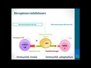 Cellules NK partie 2