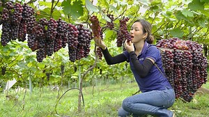 62K views · 1.3K reactions | FULL VIDEO 90 DAYS Harvesting Seedless Black Currant Garden Goes To Market Sell Phuong Harvesting | Phuong - Harvesting | Facebook