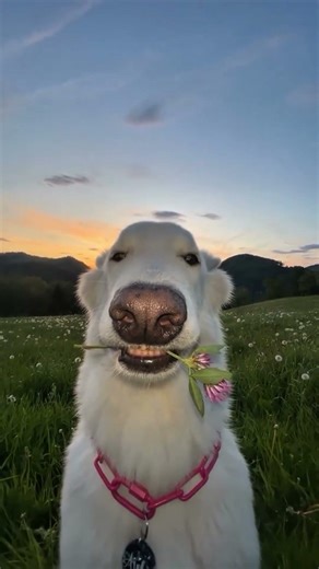 types of dogs #edits #dog #animal #bites #wukong