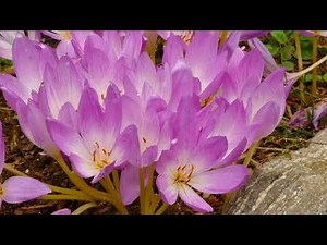 How to Grow Fall Crocus