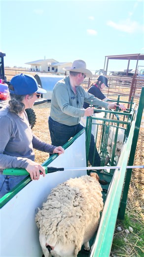 Family Fun with Sheep at Bar 7 Ranch