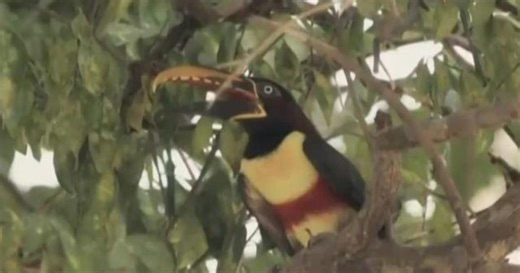 Wildlife populations have declined dramatically in past 50 years, report says