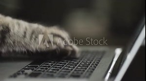 Cat is typing text on a laptop