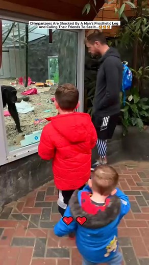 Man with Prosthetic Leg Shocks Chimpanzees - Amazing Animal Rescue!