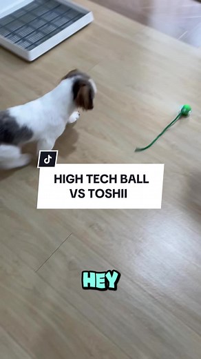 Interactive Pet Toy Fun: Smart Ball Challenge