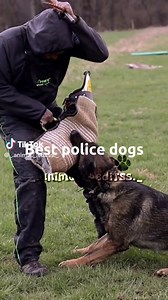 Top Police Dogs Compilation | German Shepherd, Malinois, Doberman