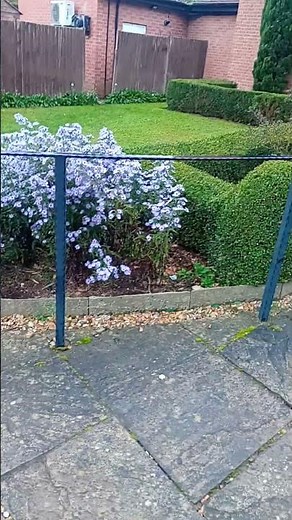Michaelmas Daisies in Bloom