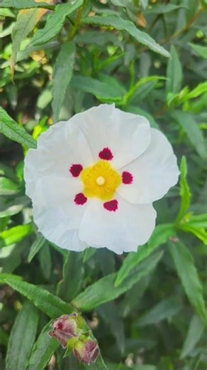 Maryam Sideeq #love #dj #live #music #newmusic