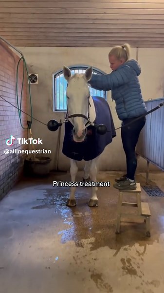 #braidroutine #plaits #allinequestrian #hmwelovehorses #fyp #letsgoallin #letsgoallin #equestrianlife