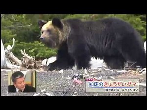 【MIKIOジャーナル】誰がクマを殺したか？