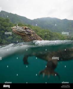 Swimming. THE INSANE moment a daring photographer armed with a stick fended off a wild Komodo dragon from boarding his boat has been captured on video. The stunning footage and still shots show the huge heads and forked tongues of the dragons, which can weigh up to 200-pounds, just above the surface of the water as they swim. Other striking snaps show what lies beneath as the dangerous predator’s powerful legs propel it through the water in pursuit of a meal. The remarkable photographs were take
