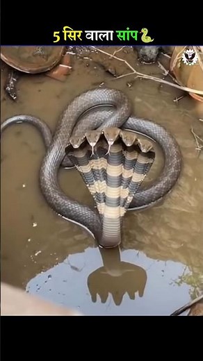 panch munh wala saamp