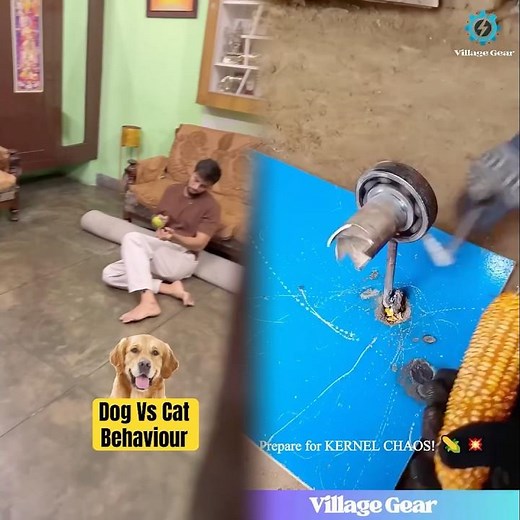 Dog vs cat behaviour 🤣🤣