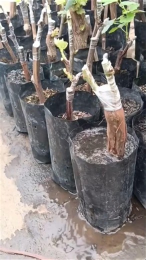 Enxerto por estaquia em mudas de parreira de uva: técnica simples e eficiente!