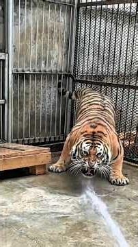 Tigers Hate Baths – Here’s Why! #shorts #wildlife