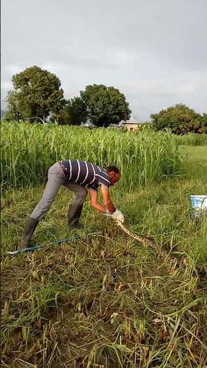 Indian python 🐍🐍#uttarakhand#snake#wildlife#python